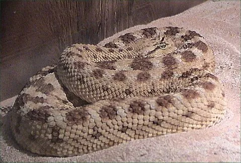 Horned Viper